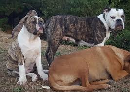 The beabull is a breed of designer dog created by crossing a english bulldog with a beagle. Pups For Sale Olde English Bulldogges Franklin County Nz Bulldogs Facebook