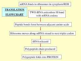 Transcription Flowchart Ppt Download