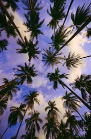 Cool quotes about beaches and palm trees. Palm Trees Pictures Photos Images And Pics For Facebook Tumblr Tumblr Iphone Wallpaper Palm Trees Wallpaper Hipster Wallpaper