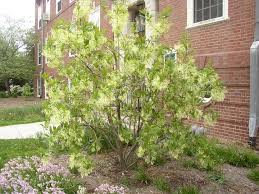Image result for Chionanthus battiscombei