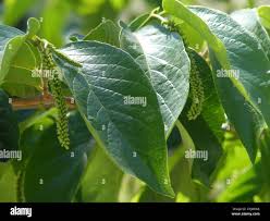 Image result for Antidesma venosum