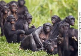 A Group Of Bonobos At The Lola Ya Bonobo Sanctuary Congo E Mail 12 Cute Animals Wildlife Animals Funny Animals