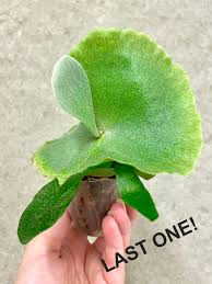 Image result for Platycerium elephantotis