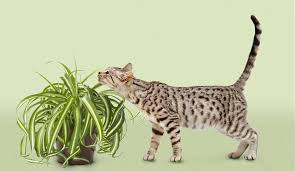 Despite their carnivorous diets, cats frequently munch on greenery around the house and yard. Plantshed Blog Pet Friendly Plants