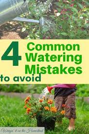 4 Common Watering Mistakes To Avoid Winging It On The Homestead Watering Gardening Techniques Vegetable Garden For Beginners