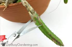 How to propagate an orchid cactus. How To Save A Rotting Cactus Plant Get Busy Gardening