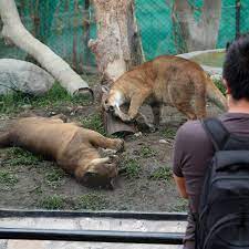 A Cougar Is The Latest Cat To Become Infected With The Virus The New York Times