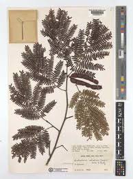 Image result for Cathormion altissimum