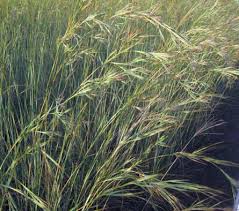 Image result for Urelytrum agropyroides