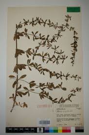 Image result for Pollichia campestris