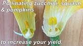 Nov 08, 2020 · zucchini is a summer squash that is popular for home gardens since it grows easily and produces an abundant crop. How To Store Zucchini Pollen Step By Step Guide Youtube