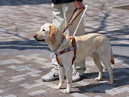Denied Service At A Restaurant Because Of Service Dog Service Animal Dog Training Obedience Service Dogs
