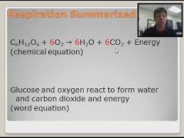 Add electrons to each reaction in model 2 on either the reactant or product side of the equation to complete the reactions. What Is The Chemical Equation For Cellular Respiration Reactants And Products Tessshebaylo