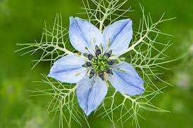 These flowers bloom in the spring and produces long, spreading stems, which become woody with age. 10 Flowers To Pick In July Bbc Gardeners World Magazine