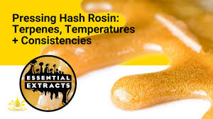 Pressing Hash Rosin Terpenes Temperatures And Consistencies
