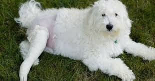 How To Fix A Luxating Patella Bad Knee In A Dog Without Surgery Dogs Pet Wellness Pet Safety