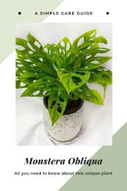How To Care For Monstera Obliqua A Complete Guide Indoor Garden Nook Monstera Obliqua Plants Garden Nook