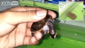 Kura Kura Yogyakarta Home Facebook