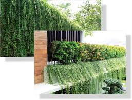 Jadi mendesain itu sangat penting dan perlu di pertimbangkan keindahahannya. Manfaatkan 21 Tanaman Ini Untuk Pagar Agar Sejuk Dan Elegan Ripiku Com
