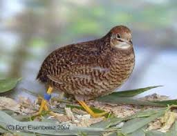 Button Quail Color Id