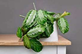Image result for maranta