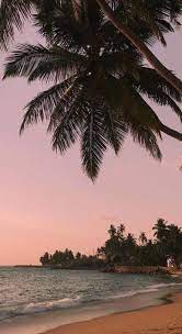 15 Trendy Wall Paper Iphone Vintage Tumblr Summer Palm Trees Strand Wallpaper Sonnenuntergang Tapete Hubsche Tapeten
