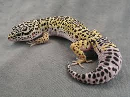 Reptiles make great pets, especially if you are looking for low maintenance companions or have allergies to mainstream pets. Pin By Jocelyn Hoover On Gecko S Leopard Gecko Habitat Leopard Gecko Leopard Gecko Care