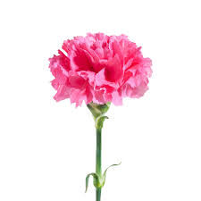 These values can help you match the specific shade you are looking for and even help you find complementary colors. Hot Pink Carnations Carnation Flower Pink Carnations Carnation Flower Tattoo