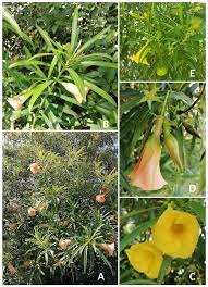 Image result for Apocynaceae subfamily Periplocoideae