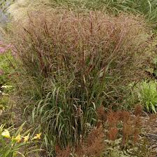 Image result for Panicum pilgeri