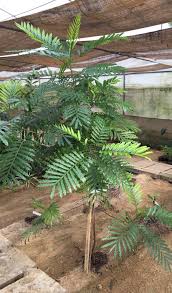 Image result for Filicium decipiens