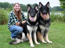 Although the english shepherd has origins stretching back into scotland and northern england, the breed was developed in the united states. International Shiloh Shepherd Dog Club Issdc Photo Gallery Shiloh Shepherd Dog Shiloh Shepherd Dogs