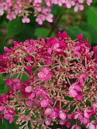 Image result for Hydrangea arborescens Pink Anabelle