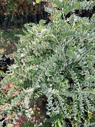 Image result for Sophora velutina