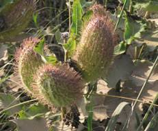 Image result for Xysmalobium undulatum