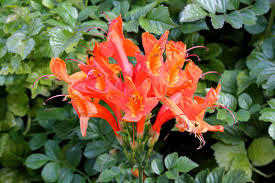 Buy in bulk and save. Cape Honeysuckle Desert Horizon Nursery