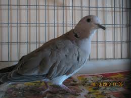 Image result for Dove Gray 1983 Hussmann