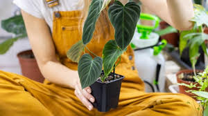 Maybe you would like to learn more about one of these? Daftar 15 Jenis Philodendron Lengkap Dengan Harganya