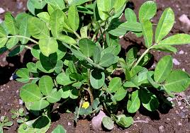 Image result for Arachis
