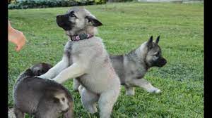 We did not find results for: Cute Norwegian Elkhound Puppies Youtube