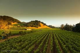 Darms Lane Winery LINDA'S HILLSIDE CABERNET SAUVIGNON