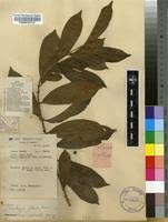 Image result for Tricalysia pallens