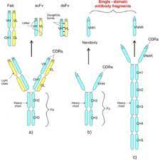 The camel igg presented as two bands with molecular masses of 250 and 100 kda, the latter corresponding to heavy chain igg, on 10% gel electrophoresis. Pdf Single Domain Antibody Fragments Derived From Heavy Chain Antibodies A Review