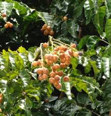 Image result for Clausena lansium