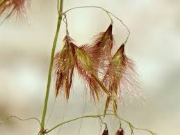 Image result for Tricholaena