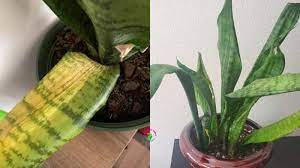 Online since 2002 · larger plants & trees · unbeatable prices Why Are My Snake Plant Leaves Wrinkled Causes And Solutions Garden For Indoor