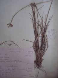 Image result for Lipocarpha