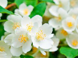 Flowers in bloom now uk. 13 Flowers For A Scented Summer Garden Lovethegarden