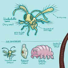 Ketrina draws a lot! — Microvember 22: Today I learned about Tinkerbella...