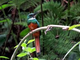 Image result for Richardsiella eruciformis